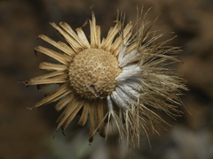 Haplopappus macrocephalus