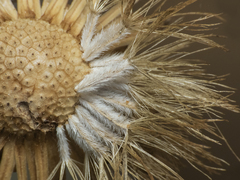 Haplopappus macrocephalus