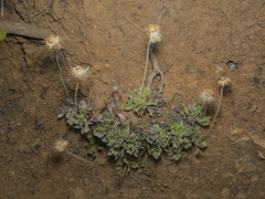 Haplopappus macrocephalus