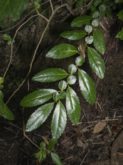 Azara serrata