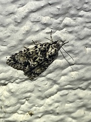 Acronicta fragilis