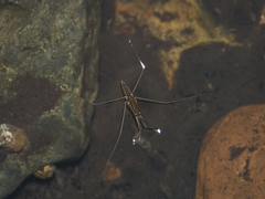 Aquarius chilensis