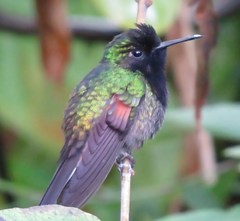 Eupherusa nigriventris