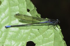 Argia underwoodi