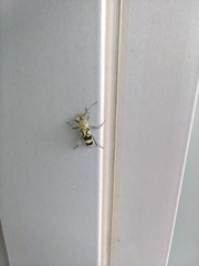 Chlorophorus signaticollis