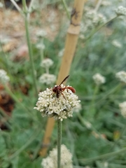 Physocephala burgessi