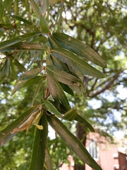 Quercus phellos