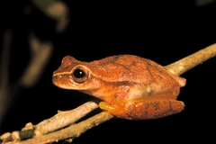 Small-Headed Treefrog photo 5