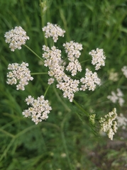 Carum carvi