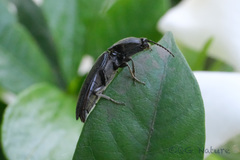 Melanotus cribricollis