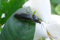 Melanotus cribricollis