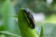 Melanotus cribricollis