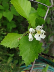 Crataegus acutifolia