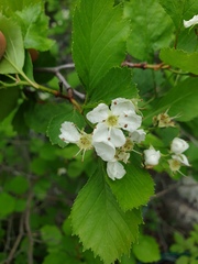 Crataegus acutifolia