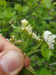 Crataegus acutifolia