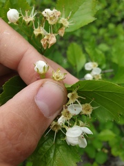 Crataegus acutifolia