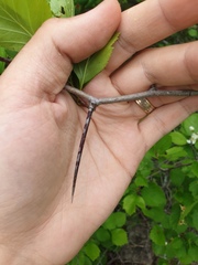 Crataegus acutifolia