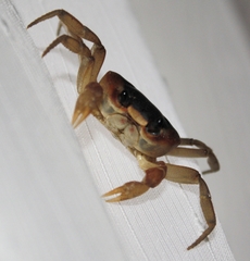 Gecarcinus lateralis