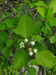 Crataegus acutifolia