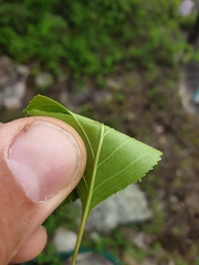 Crataegus acutifolia