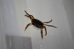 Gecarcinus lateralis