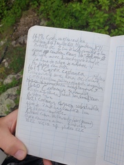 Crataegus acutifolia