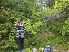 Crataegus acutifolia