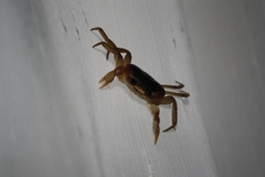 Gecarcinus lateralis