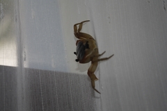 Gecarcinus lateralis