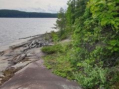 Crataegus acutifolia