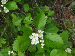 Crataegus acutifolia
