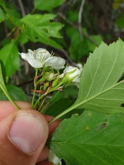 Crataegus acutifolia