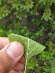 Crataegus acutifolia