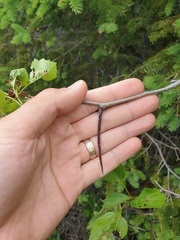 Crataegus acutifolia