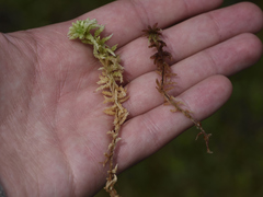 Sphagnum magellanicum