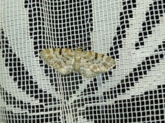 Eupithecia abietaria