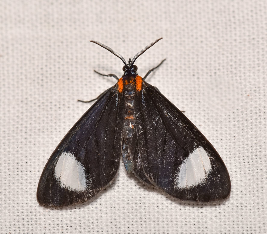 Hyalurga syma