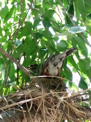 Turdus migratorius