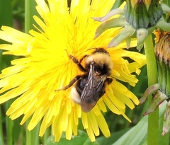 Bombus ashtoni
