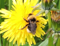 Bombus ashtoni