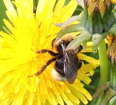 Bombus ashtoni