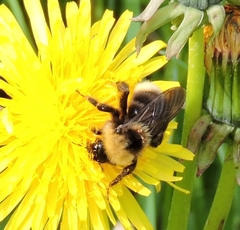 Bombus ashtoni