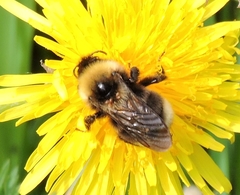 Bombus ashtoni