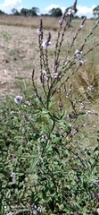Verbena carolina