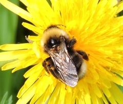 Bombus ashtoni