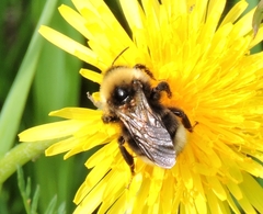 Bombus ashtoni