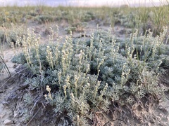 Artemisia pedatifida