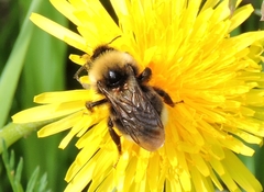 Bombus ashtoni
