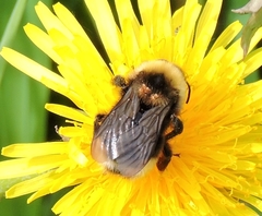 Bombus ashtoni