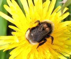 Bombus ashtoni